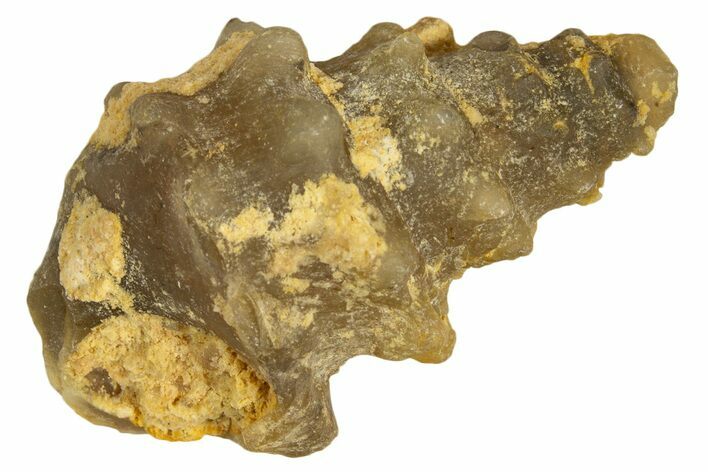 Agatized Gastropod (Cerithium?) Fossil - Morocco #338050